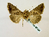  (Thysanoplusia aspila - BC ZSM Lep 58464)  @13 [ ] CreativeCommons - Attribution Non-Commercial Share-Alike (2011) Axel Hausmann/Bavarian State Collection of Zoology (ZSM) SNSB, Zoologische Staatssammlung Muenchen