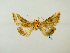  ( - BC ZSM Lep 58466)  @14 [ ] CreativeCommons - Attribution Non-Commercial Share-Alike (2011) Axel Hausmann/Bavarian State Collection of Zoology (ZSM) SNSB, Zoologische Staatssammlung Muenchen