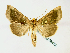  ( - BC ZSM Lep 58473)  @14 [ ] CreativeCommons - Attribution Non-Commercial Share-Alike (2011) Axel Hausmann/Bavarian State Collection of Zoology (ZSM) SNSB, Zoologische Staatssammlung Muenchen