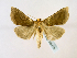  (Diachrysia stenochrysisGB16Ch - BC ZSM Lep 58476)  @12 [ ] CreativeCommons - Attribution Non-Commercial Share-Alike (2011) Axel Hausmann/Bavarian State Collection of Zoology (ZSM) SNSB, Zoologische Staatssammlung Muenchen