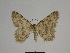  (Gnophos delagardei - SE MNC Lep 00768)  @14 [ ] Copyright (2011) Sven Erlacher Museum of Natural History Chemnitz