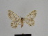  ( - SE MNC Lep 00771)  @12 [ ] Copyright (2011) Sven Erlacher Museum of Natural History Chemnitz