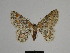  (Gnophos BOLD:AAE7111 - SE MNC Lep 00773)  @13 [ ] Copyright (2011) Sven Erlacher Museum of Natural History Chemnitz