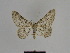  (Gnophos BOLD:AAE0010 - SE MNC Lep 00775)  @13 [ ] Copyright (2011) Sven Erlacher Museum of Natural History Chemnitz