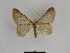  (Gnophos rubricimixta - SE MNC Lep 00776)  @13 [ ] Copyright (2011) Sven Erlacher Museum of Natural History Chemnitz