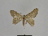  ( - SE MNC Lep 00777)  @12 [ ] Copyright (2011) Sven Erlacher Museum of Natural History Chemnitz