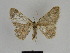  ( - SE MNC Lep 00778)  @12 [ ] Copyright (2011) Sven Erlacher Museum of Natural History Chemnitz