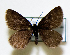  ( - SE MNC Lep 00794)  @12 [ ] Copyright (2011) Sven Erlacher Museum of Natural History Chemnitz