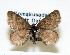  (Glacies daisetsuzana - SE MNC Lep 00795)  @12 [ ] Copyright (2011) Sven Erlacher Museum of Natural History Chemnitz