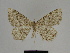  ( - SE MNC Lep 00811)  @11 [ ] Copyright (2011) Sven Erlacher Museum of Natural History Chemnitz