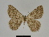  ( - SE MNC Lep 00813)  @11 [ ] Copyright (2011) Sven Erlacher Museum of Natural History Chemnitz