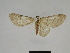  (Gnophos SE13 - SE MNC Lep 00820)  @11 [ ] Copyright (2011) Sven Erlacher Museum of Natural History Chemnitz