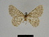  ( - SE MNC Lep 00822)  @11 [ ] Copyright (2011) Sven Erlacher Museum of Natural History Chemnitz