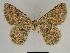  (Gnophos luciferata - SE MNC Lep 00824)  @13 [ ] Copyright (2011) Sven Erlacher Museum of Natural History Chemnitz