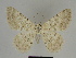  ( - SE MNC Lep 00826)  @12 [ ] Copyright (2011) Sven Erlacher Museum of Natural History Chemnitz