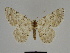  ( - SE MNC Lep 00827)  @14 [ ] Copyright (2011) Sven Erlacher Museum of Natural History Chemnitz