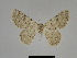  (Gnophos SE14 - SE MNC Lep 00828)  @11 [ ] Copyright (2011) Sven Erlacher Museum of Natural History Chemnitz