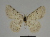  ( - SE MNC Lep 00829)  @12 [ ] Copyright (2011) Sven Erlacher Museum of Natural History Chemnitz