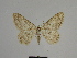  ( - SE MNC Lep 00833)  @11 [ ] Copyright (2011) Sven Erlacher Museum of Natural History Chemnitz
