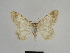  (Gnophos bundeli - SE MNC Lep 00833)  @11 [ ] Copyright (2011) Sven Erlacher Museum of Natural History Chemnitz