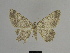  (Gnophos longipennis - SE MNC Lep 00834)  @13 [ ] Copyright (2011) Sven Erlacher Museum of Natural History Chemnitz
