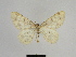  ( - SE MNC Lep 00835)  @11 [ ] Copyright (2011) Sven Erlacher Museum of Natural History Chemnitz
