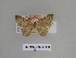  ( - SE MNC Lep 00836)  @11 [ ] Copyright (2011) Sven Erlacher Museum of Natural History Chemnitz