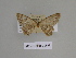  ( - SE MNC Lep 00837)  @11 [ ] Copyright (2011) Sven Erlacher Museum of Natural History Chemnitz