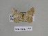  ( - SE MNC Lep 00838)  @11 [ ] Copyright (2011) Sven Erlacher Museum of Natural History Chemnitz