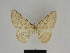  ( - SE MNC Lep 00839)  @12 [ ] Copyright (2011) Sven Erlacher Museum of Natural History Chemnitz