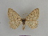  ( - SE MNC Lep 00840)  @11 [ ] Copyright (2011) Sven Erlacher Museum of Natural History Chemnitz