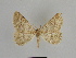  ( - SE MNC Lep 00841)  @11 [ ] Copyright (2011) Sven Erlacher Museum of Natural History Chemnitz