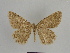  ( - SE MNC Lep 00842)  @12 [ ] Copyright (2011) Sven Erlacher Museum of Natural History Chemnitz