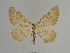  ( - SE MNC Lep 00846)  @12 [ ] Copyright (2011) Sven Erlacher Museum of Natural History Chemnitz