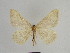  ( - SE MNC Lep 00846)  @12 [ ] Copyright (2011) Sven Erlacher Museum of Natural History Chemnitz