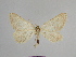  ( - SE MNC Lep 00847)  @11 [ ] Copyright (2011) Sven Erlacher Museum of Natural History Chemnitz