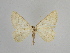  ( - SE MNC Lep 00848)  @11 [ ] Copyright (2011) Sven Erlacher Museum of Natural History Chemnitz