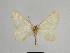  ( - SE MNC Lep 00848)  @11 [ ] Copyright (2011) Sven Erlacher Museum of Natural History Chemnitz