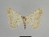  ( - SE MNC Lep 00849)  @11 [ ] Copyright (2011) Sven Erlacher Museum of Natural History Chemnitz