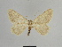  ( - SE MNC Lep 00850)  @11 [ ] Copyright (2011) Sven Erlacher Museum of Natural History Chemnitz