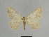  ( - SE MNC Lep 00851)  @11 [ ] Copyright (2011) Sven Erlacher Museum of Natural History Chemnitz