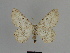  ( - SE MNC Lep 00855)  @13 [ ] Copyright (2011) Sven Erlacher Museum of Natural History Chemnitz