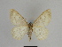  ( - SE MNC Lep 00855)  @12 [ ] Copyright (2011) Sven Erlacher Museum of Natural History Chemnitz