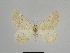  ( - SE MNC Lep 00858)  @11 [ ] Copyright (2011) Sven Erlacher Museum of Natural History Chemnitz