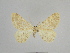  ( - SE MNC Lep 00859)  @11 [ ] Copyright (2011) Sven Erlacher Museum of Natural History Chemnitz