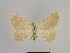  ( - SE MNC Lep 00860)  @11 [ ] Copyright (2011) Sven Erlacher Museum of Natural History Chemnitz