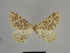  ( - SE MNC Lep 00861)  @13 [ ] Copyright (2011) Sven Erlacher Museum of Natural History Chemnitz