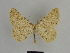  ( - SE MNC Lep 00862)  @14 [ ] Copyright (2011) Sven Erlacher Museum of Natural History Chemnitz
