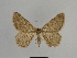  ( - SE MNC Lep 00863)  @13 [ ] Copyright (2011) Sven Erlacher Museum of Natural History Chemnitz
