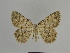  ( - SE MNC Lep 00864)  @14 [ ] Copyright (2011) Sven Erlacher Museum of Natural History Chemnitz